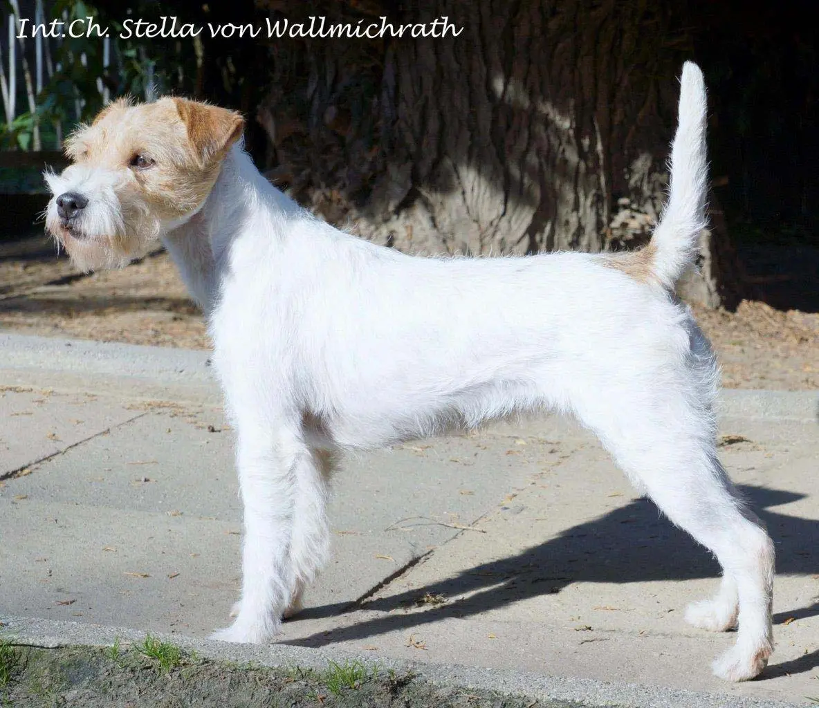 Ch. Stella von Wallmichrath (FCI)